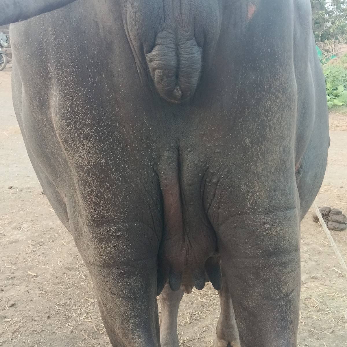 આ ખડેલી વેચવા ની છે