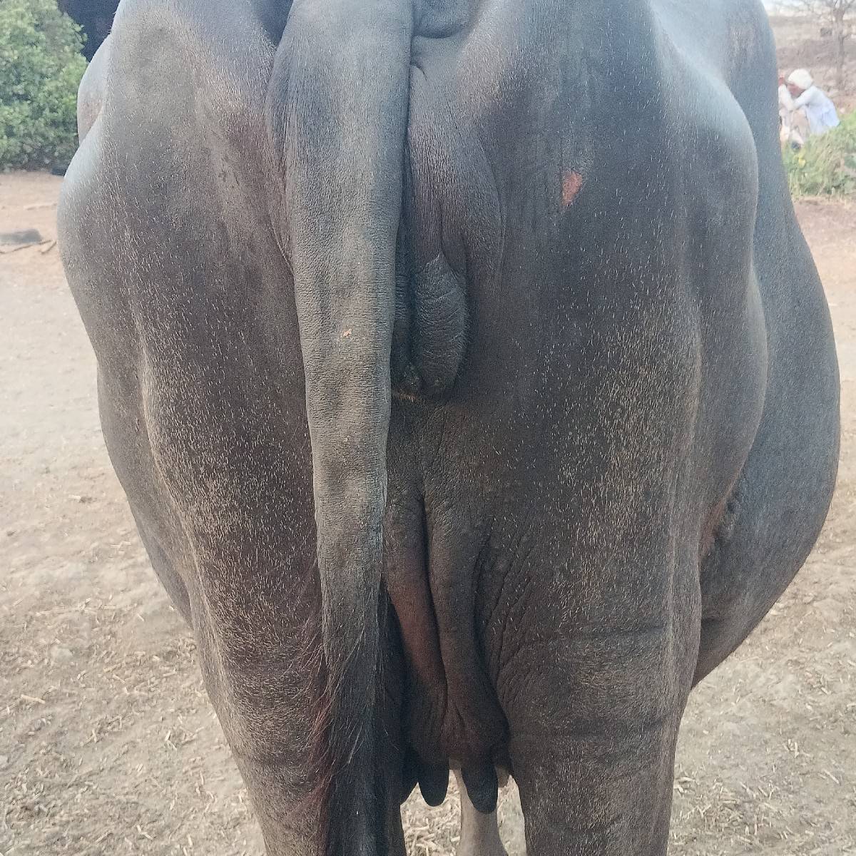 આ ખડેલી વેચવા ની છે