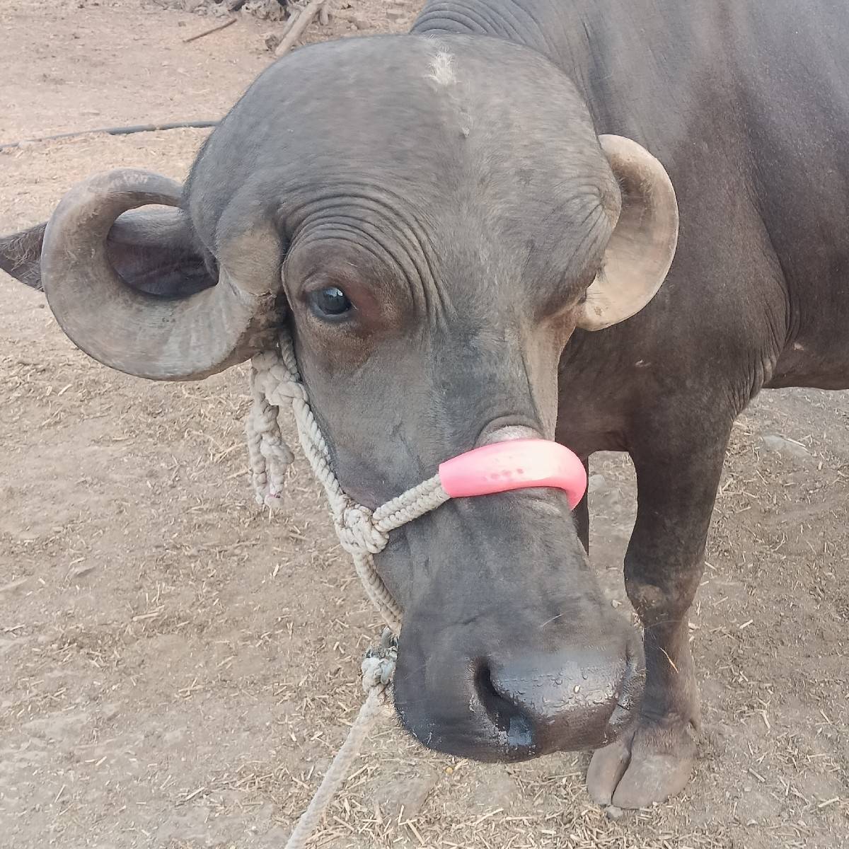 આ ખડેલી વેચવા ની છે