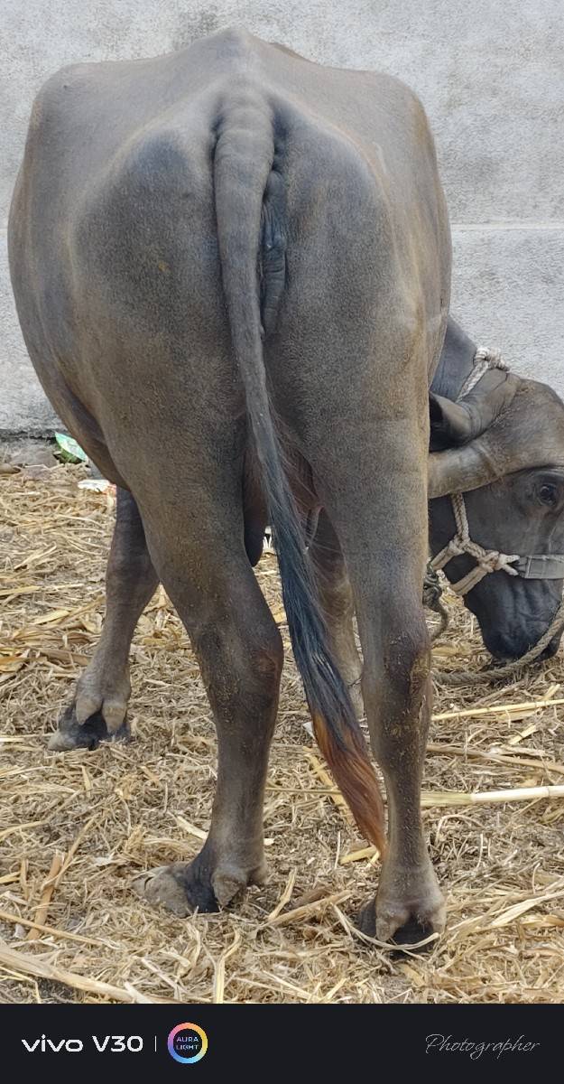 વેચવાની છે