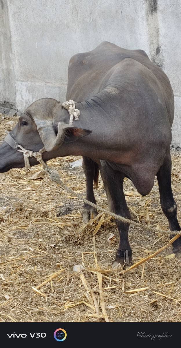 વેચવાની છે