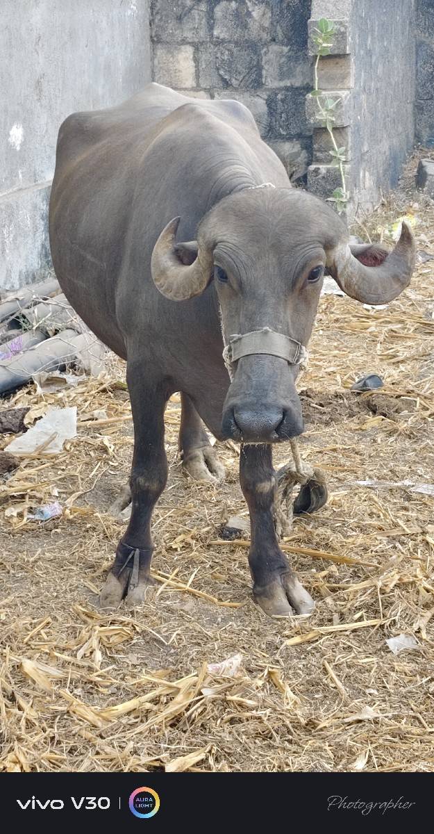 વેચવાની છે