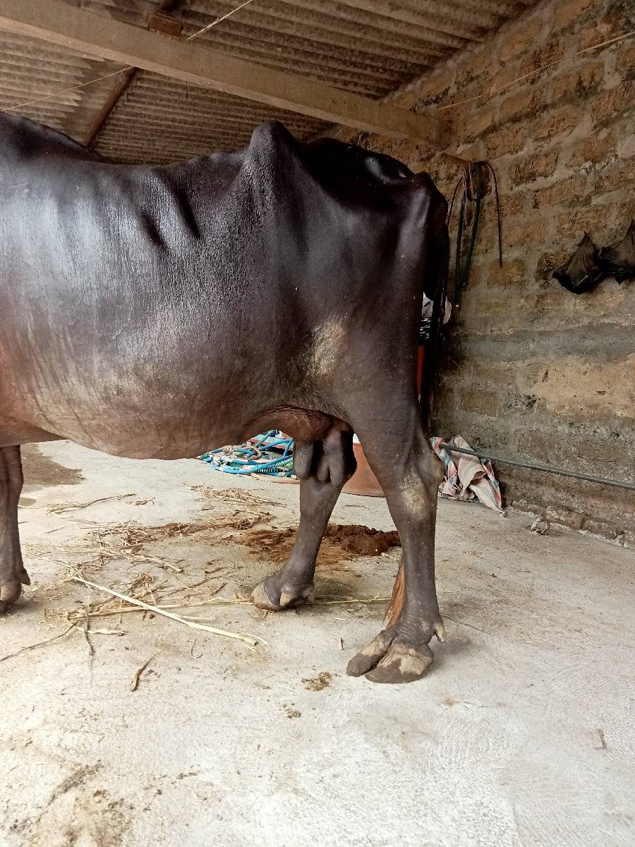 ભેશ વેશવાની સે