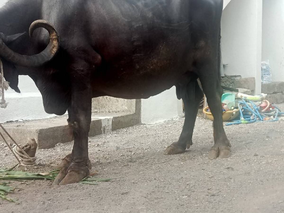 ભેશ વેશવાની સે