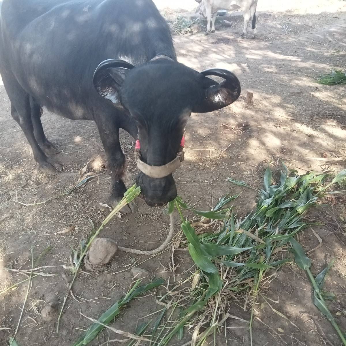 ભેંસ વેચવાની છે