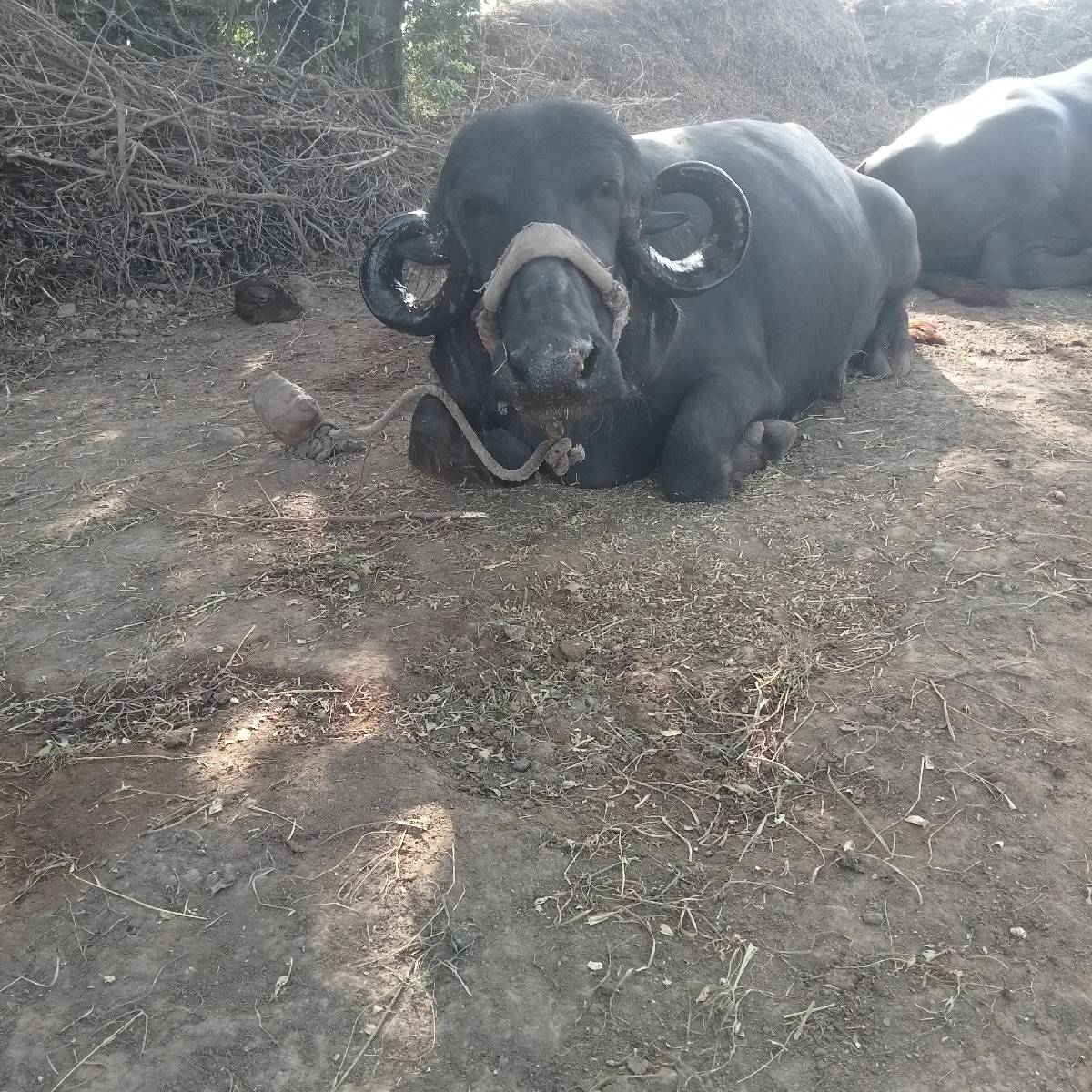 ભેંસ વેચવાની છે