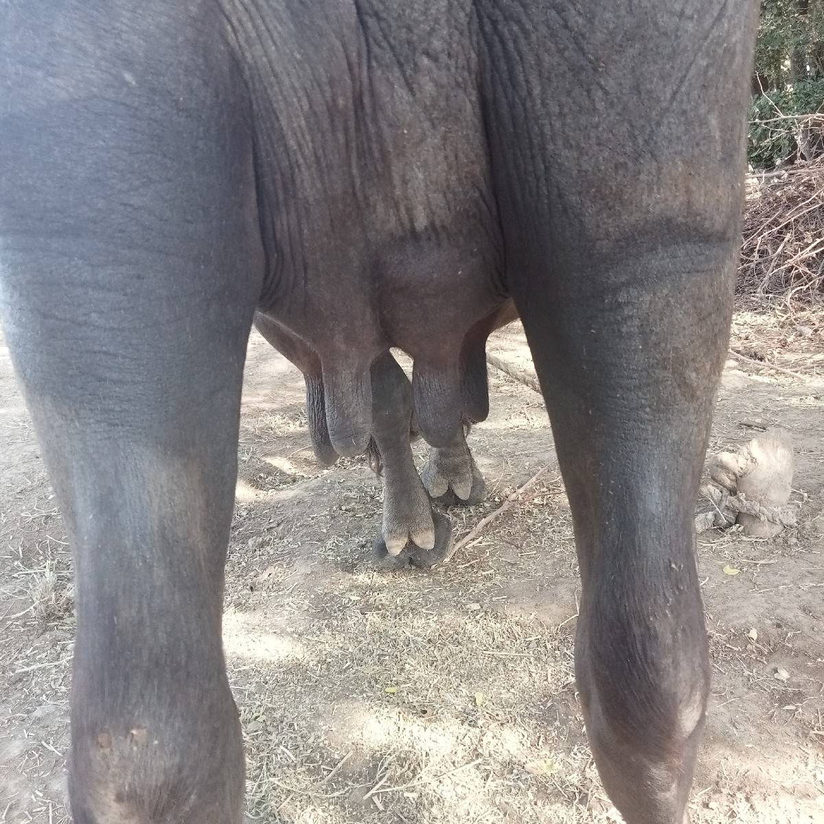 ભેંસ વેચવાની છે