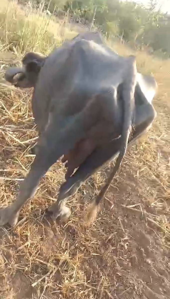 વેચવાની છે તયણા શ્રી છે ભેંસ