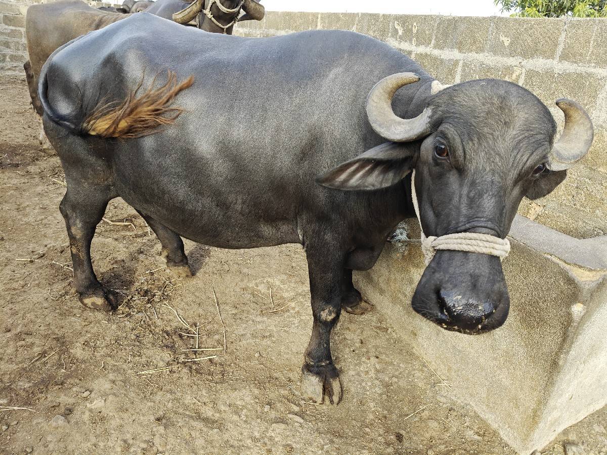 Vechvani che