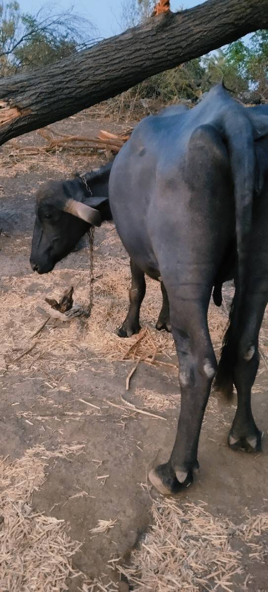 ભેંસ વેચવાની છે