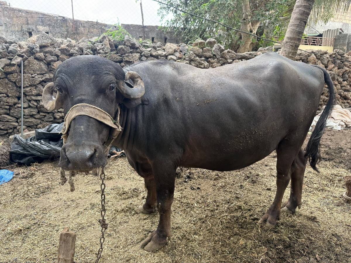 ભેંસ વેચવાની છે