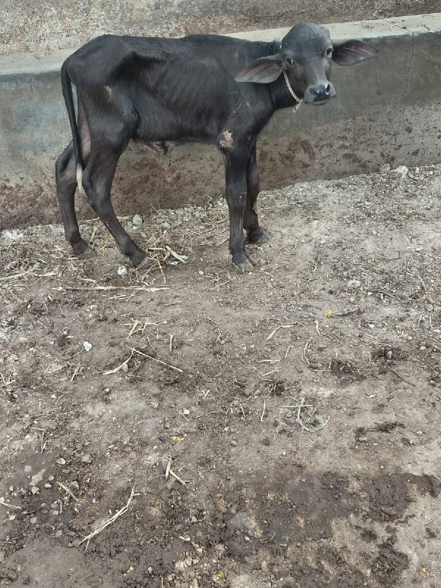 પાડો વેચવાનો છે