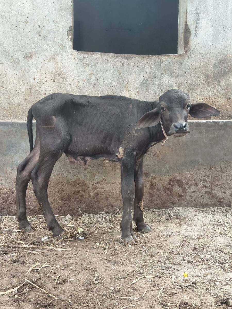 પાડો વેચવાનો છે