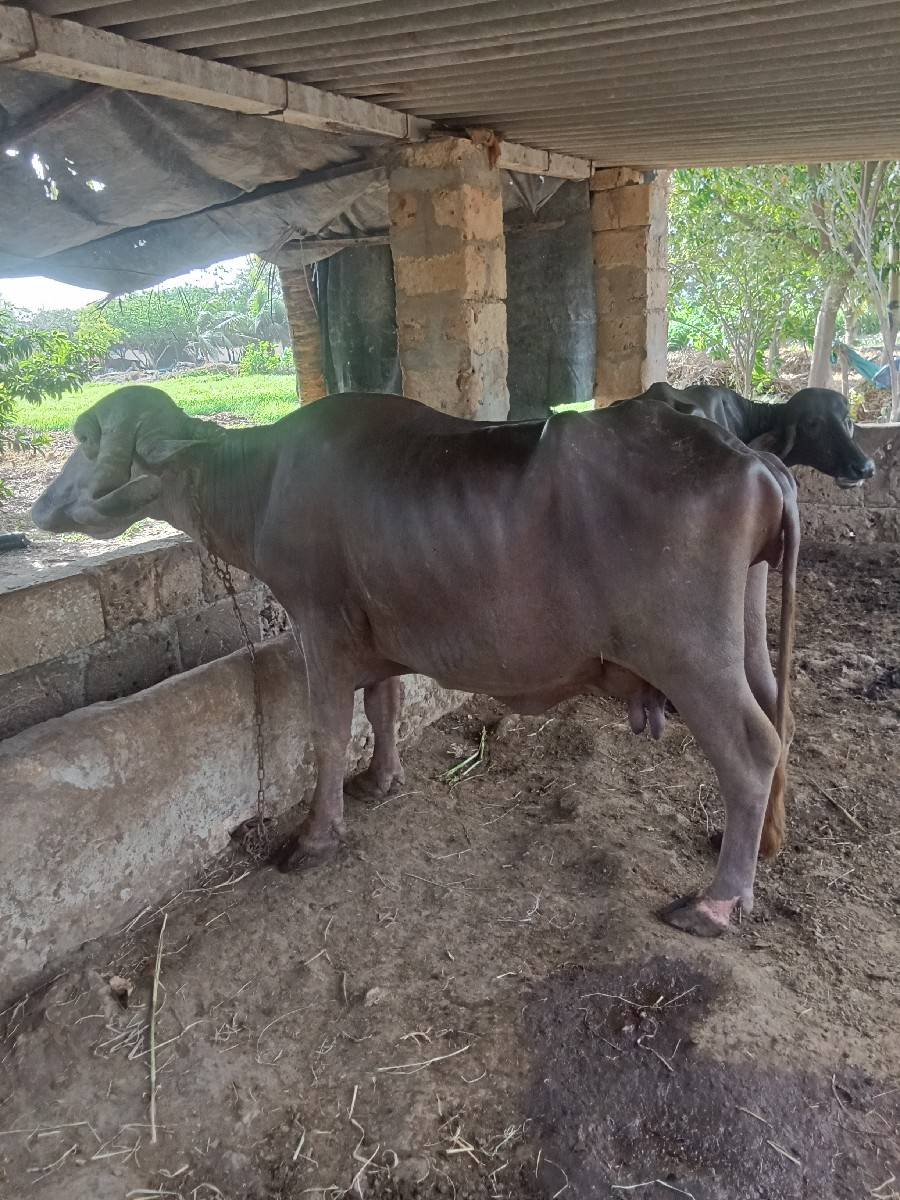 ભેંસ વેચવાની છે