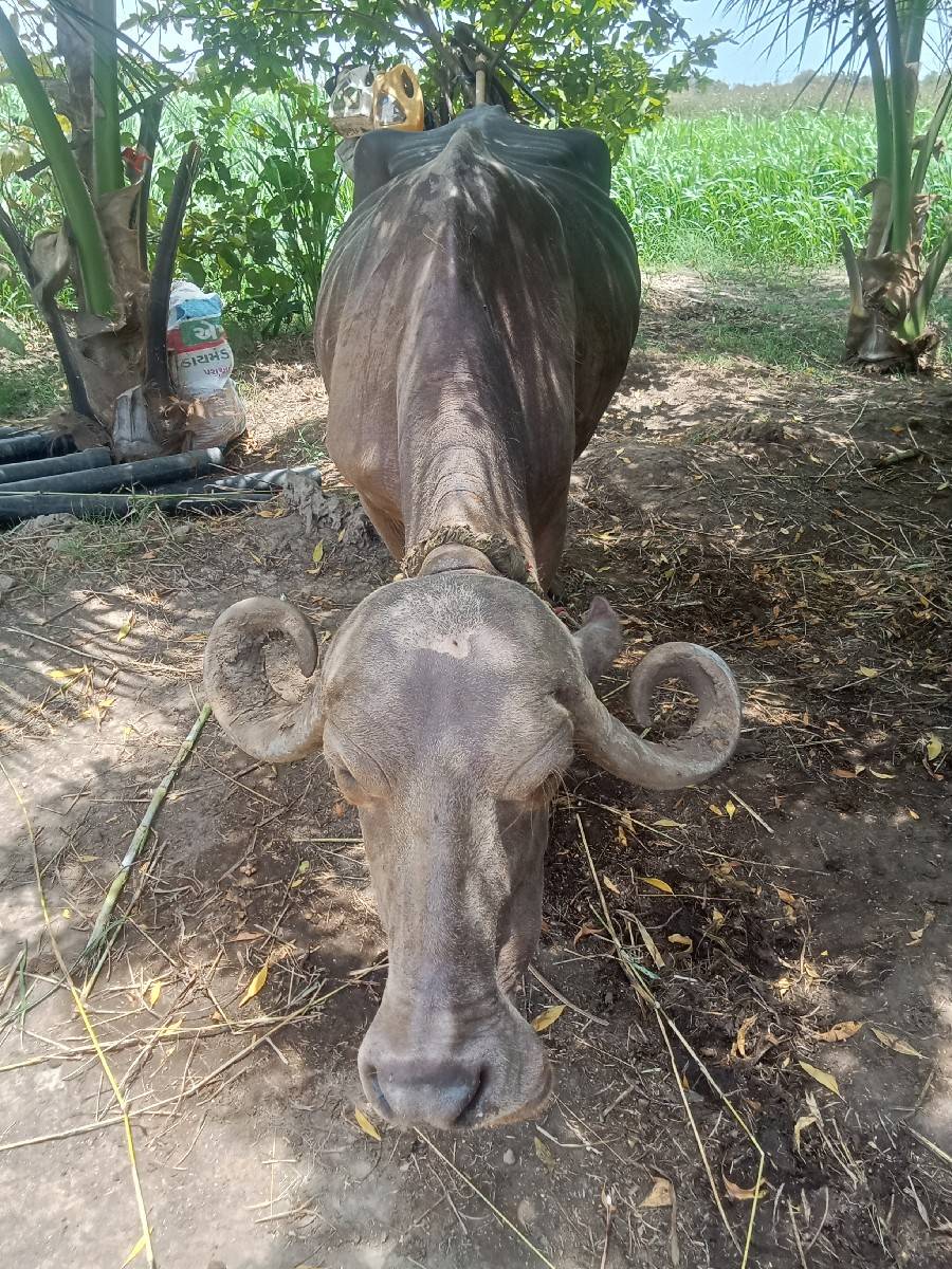 ભેંસ વેચવાની છે