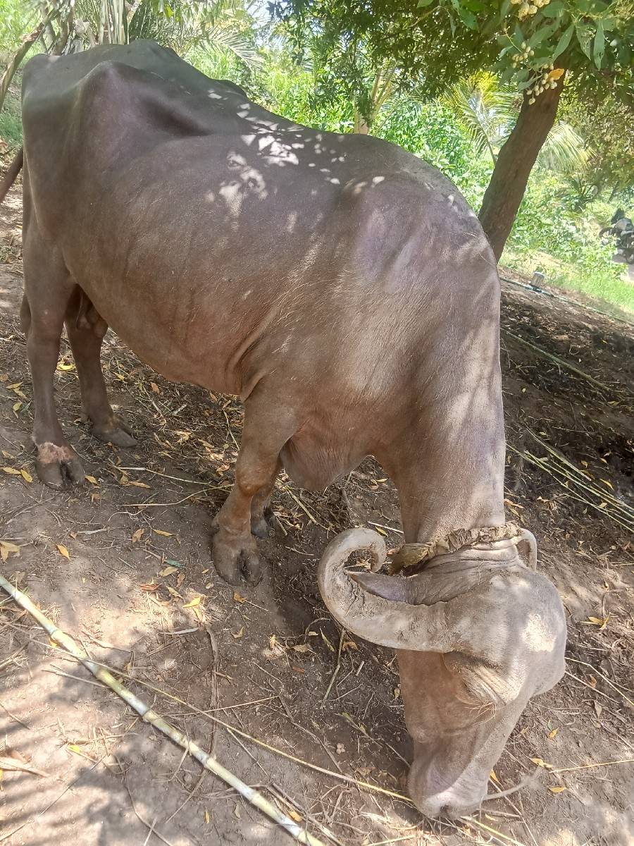 ભેંસ વેચવાની છે