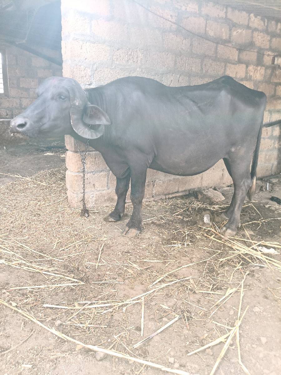 ખડાય વેચવાની છે