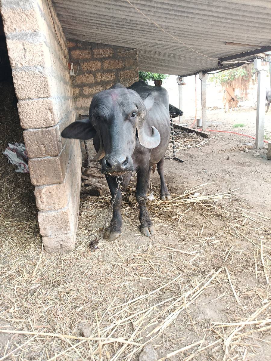 ખડાય વેચવાની છે