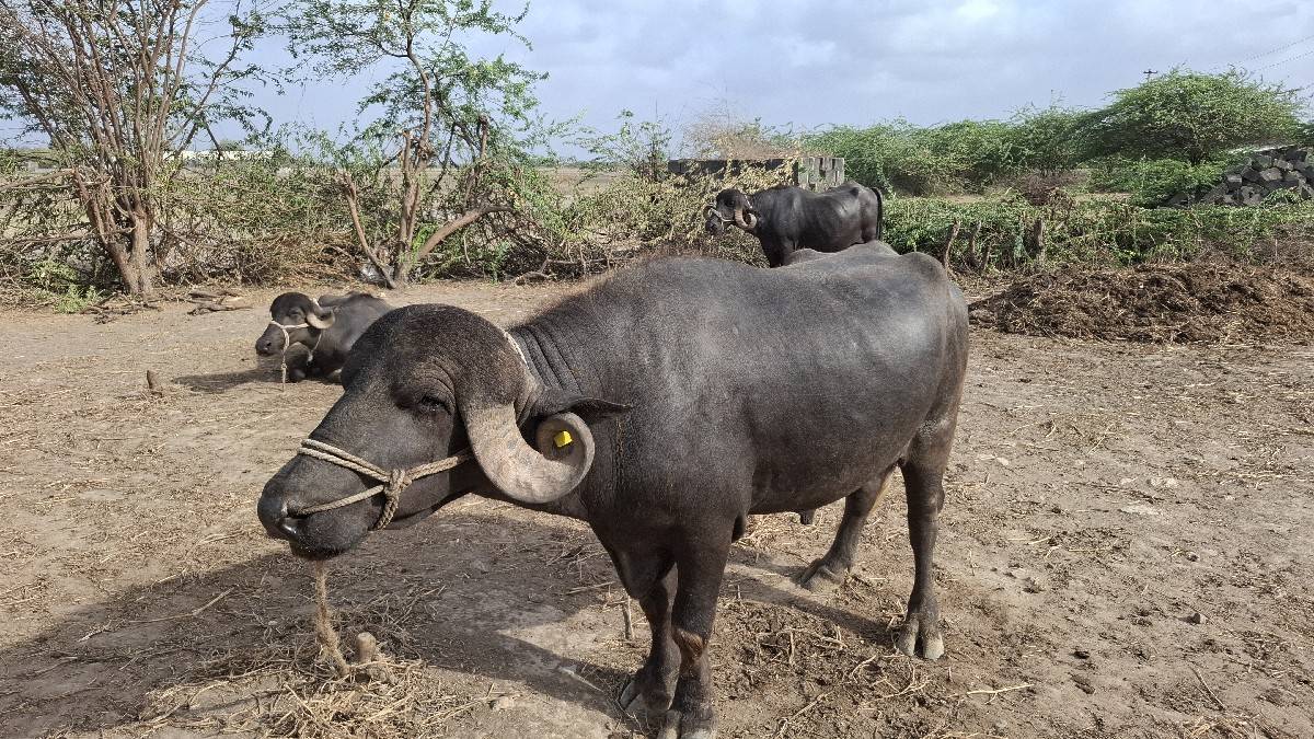 આ પાડો વેચવાનો છે