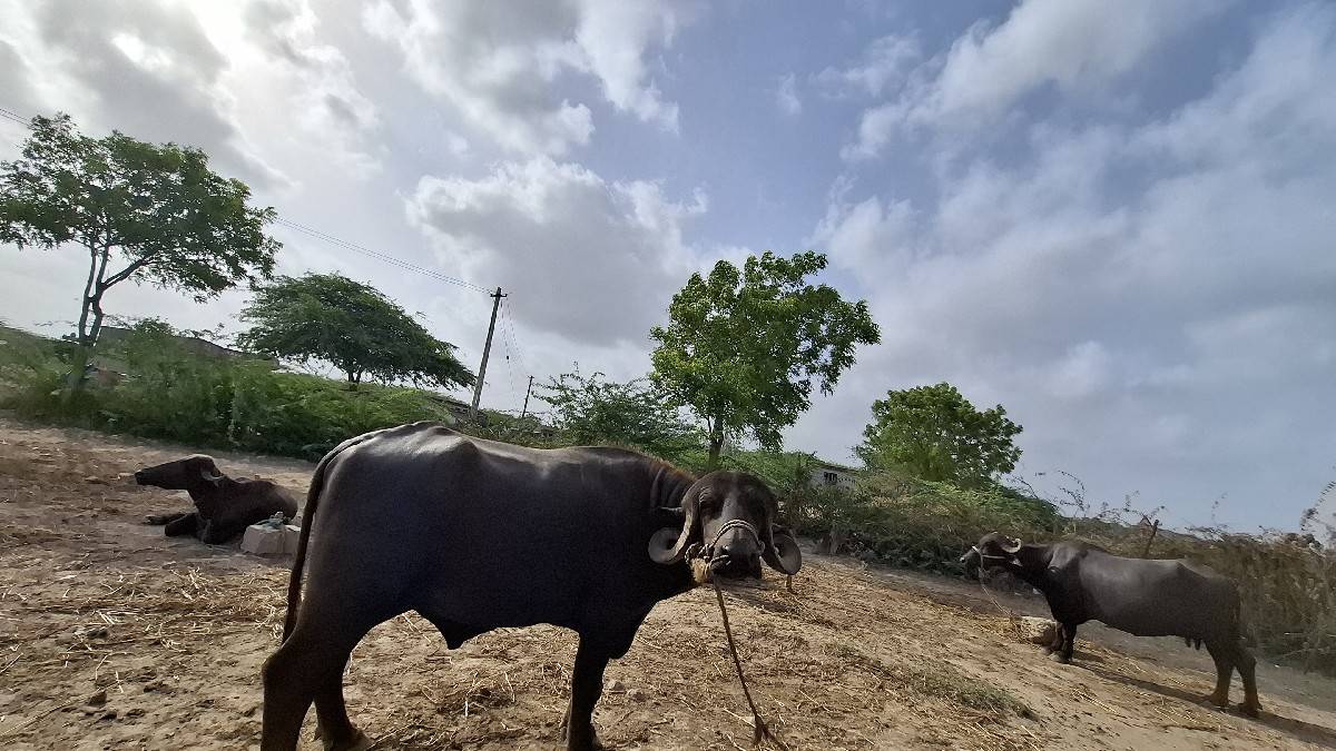 આ પાડો વેચવાનો છે