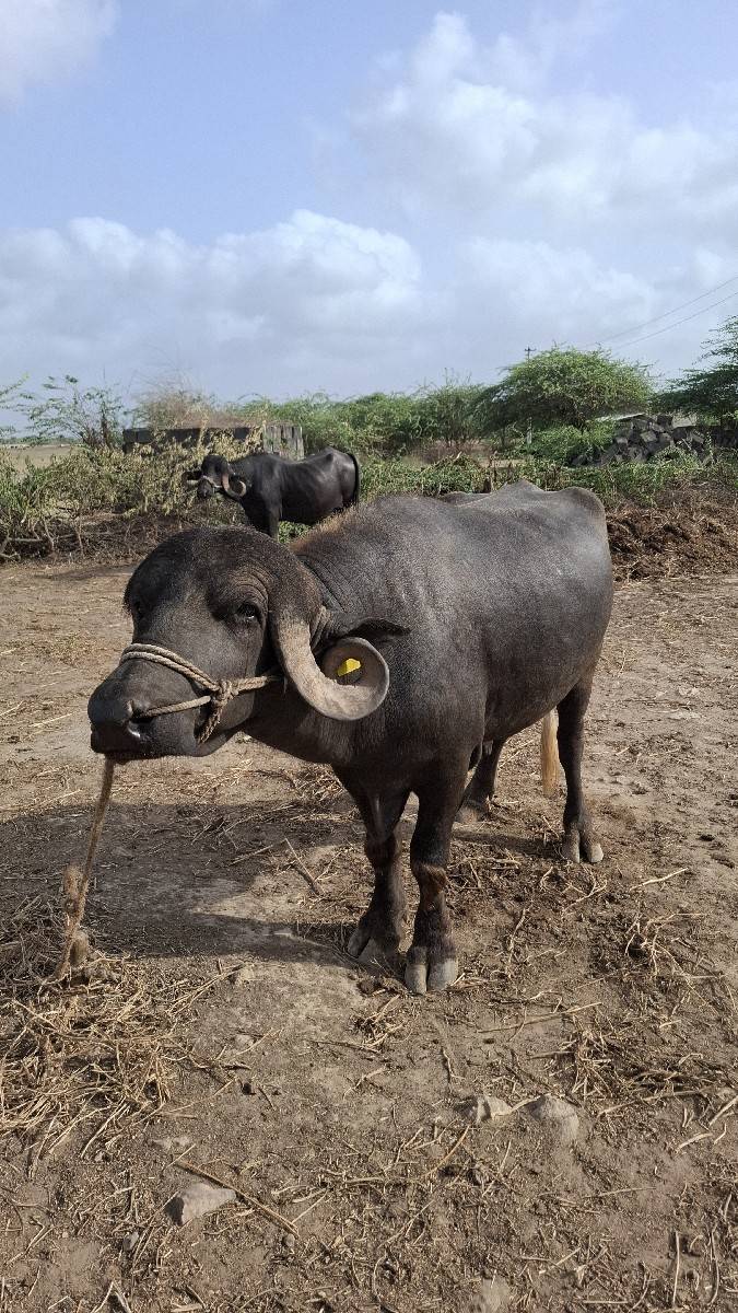 આ પાડો વેચવાનો છે