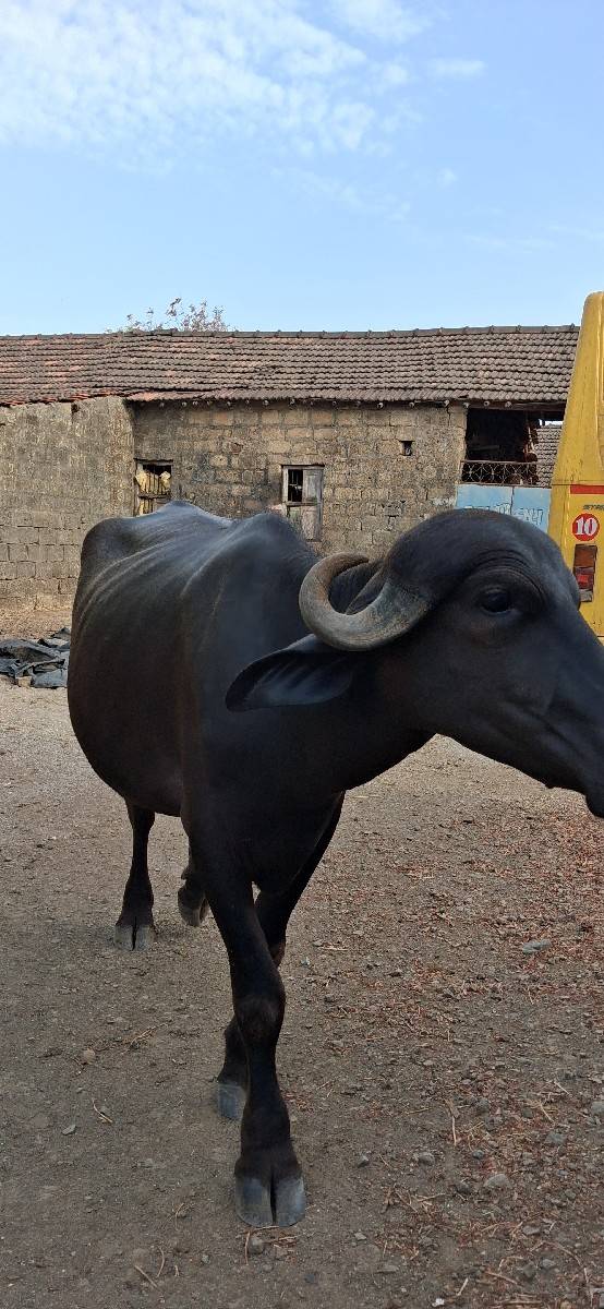બે ખડેલા વેચવાના છે