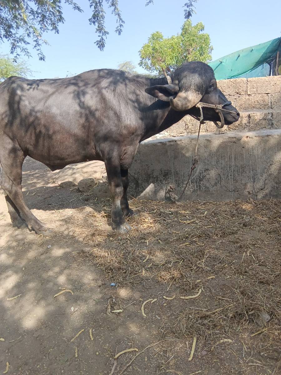 પાડો વેચવાનો છે