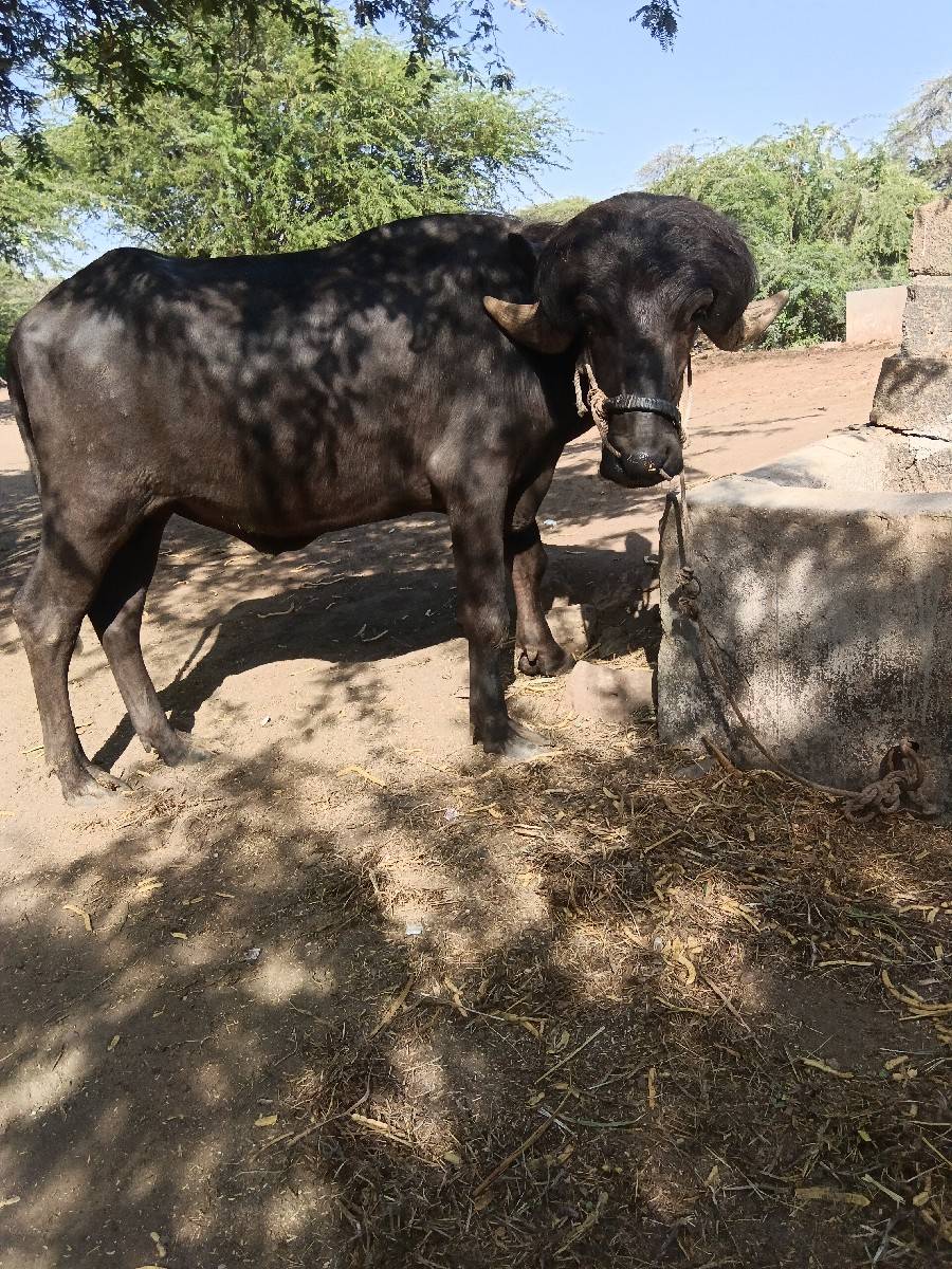 પાડો વેચવાનો છે