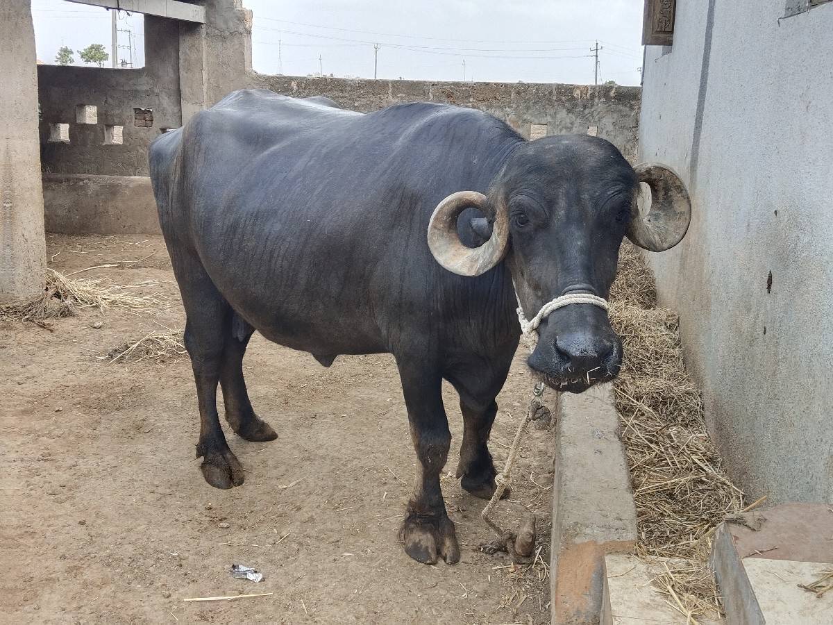 ભેંસ વેચવાની છે