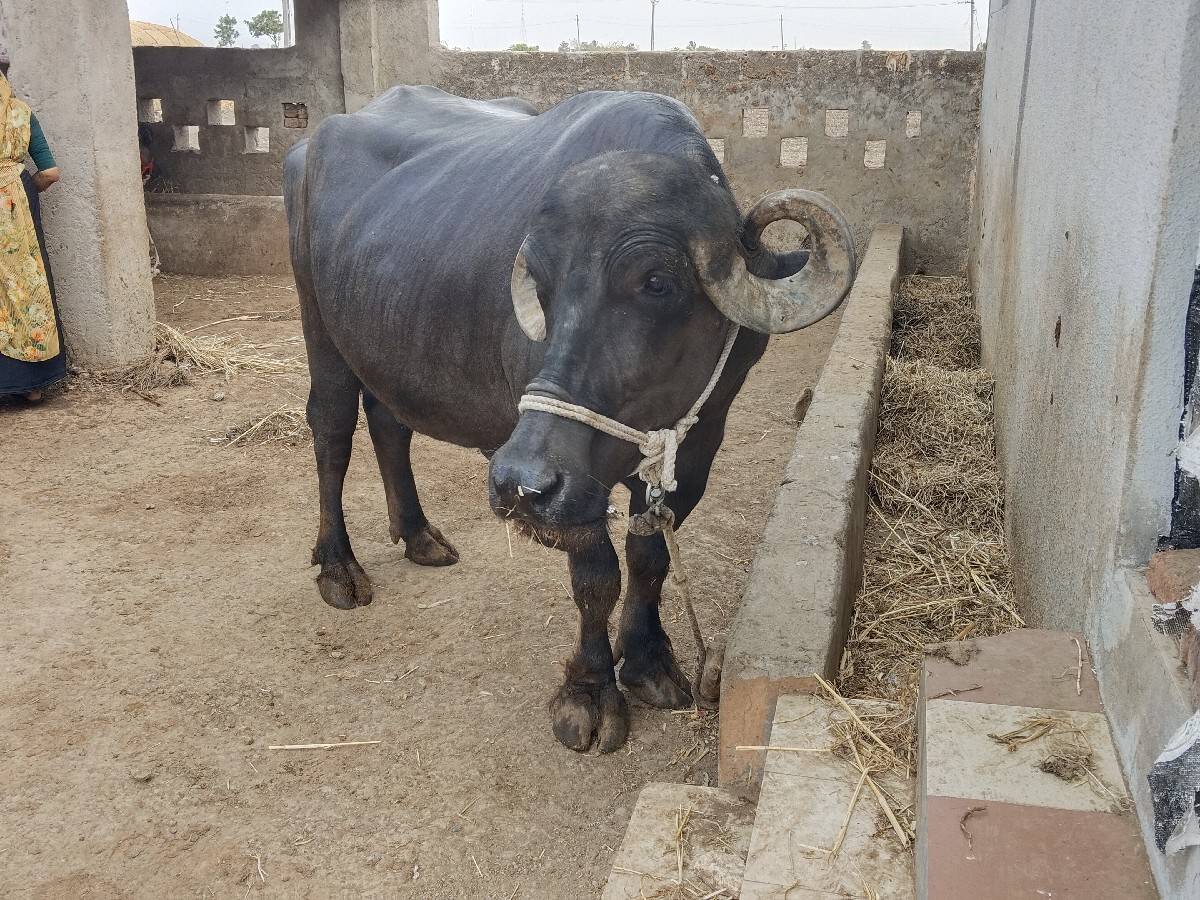 ભેંસ વેચવાની છે
