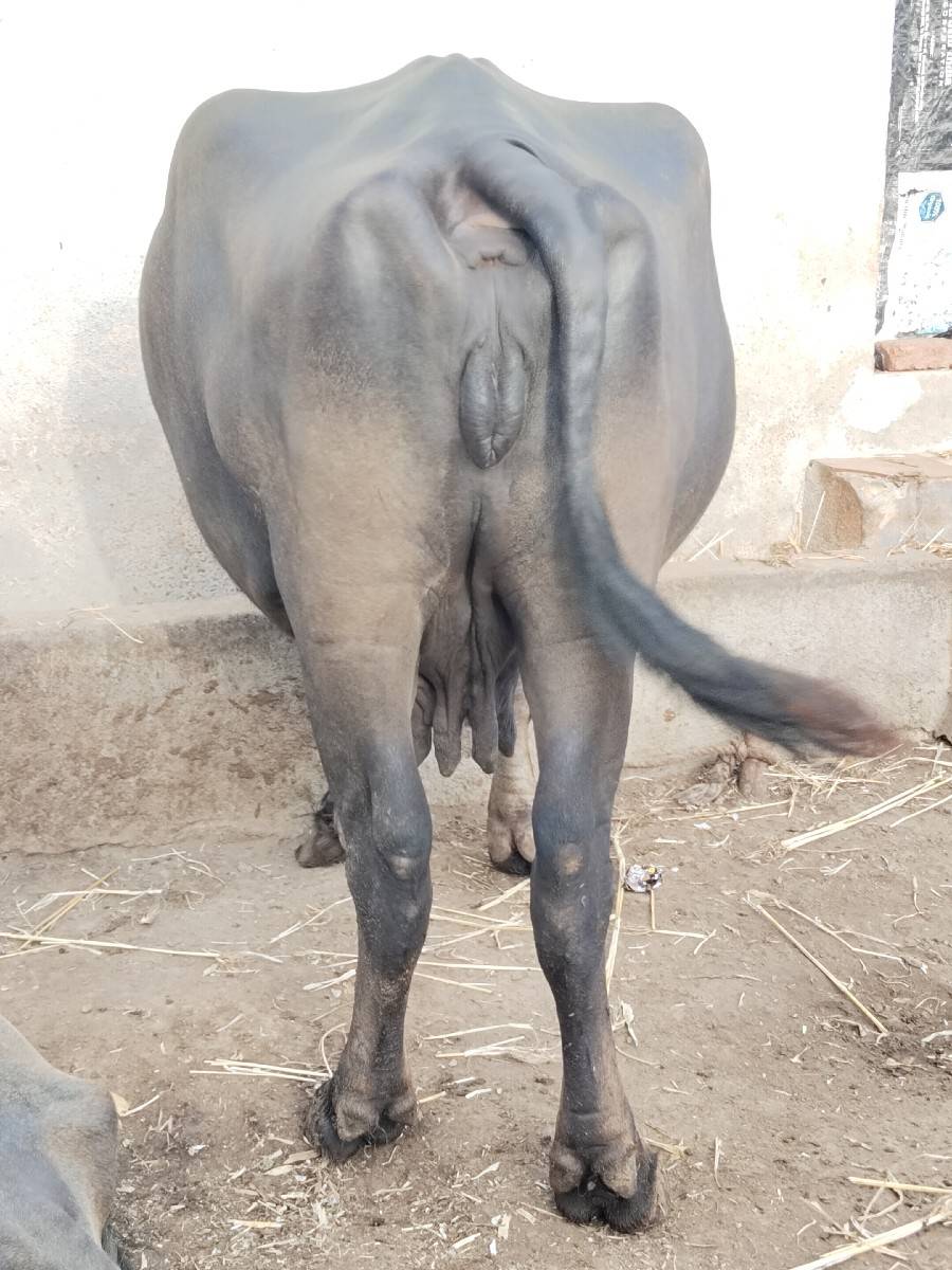 ભેંસ વેચવાની છે