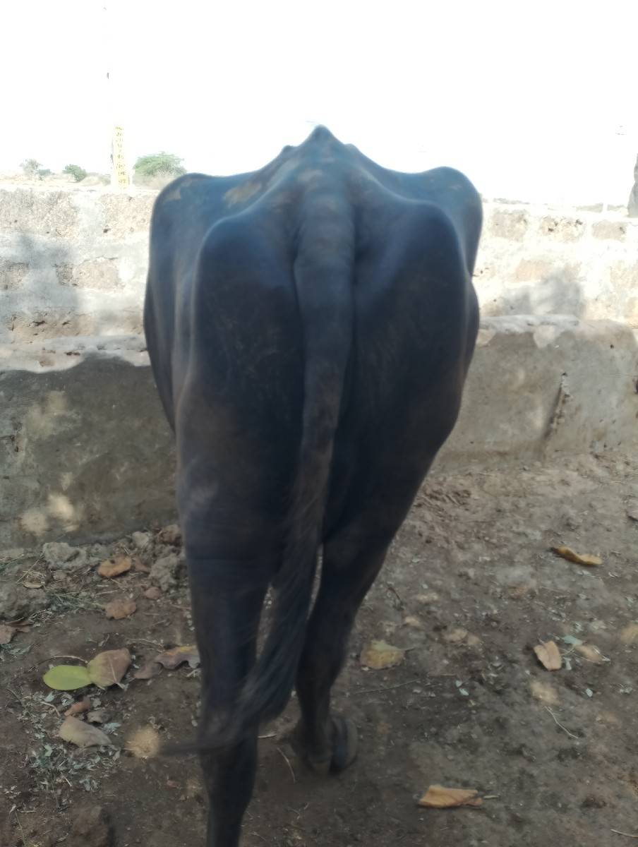 ભેંસ વેચવાની છે