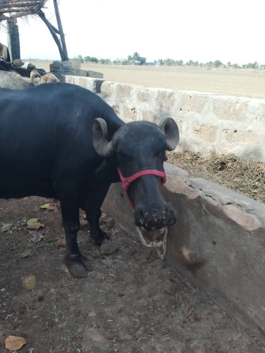 ભેંસ વેચવાની છે