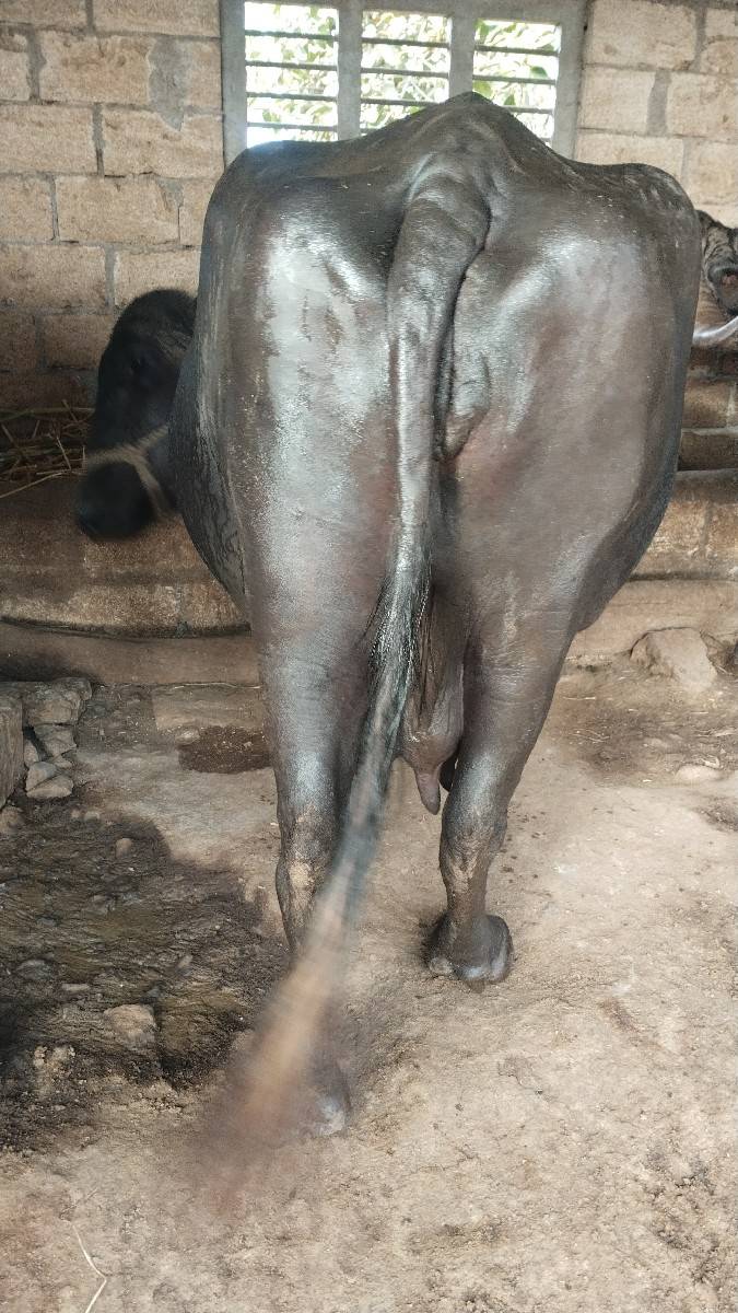 ભેંસ વેચવાની છે