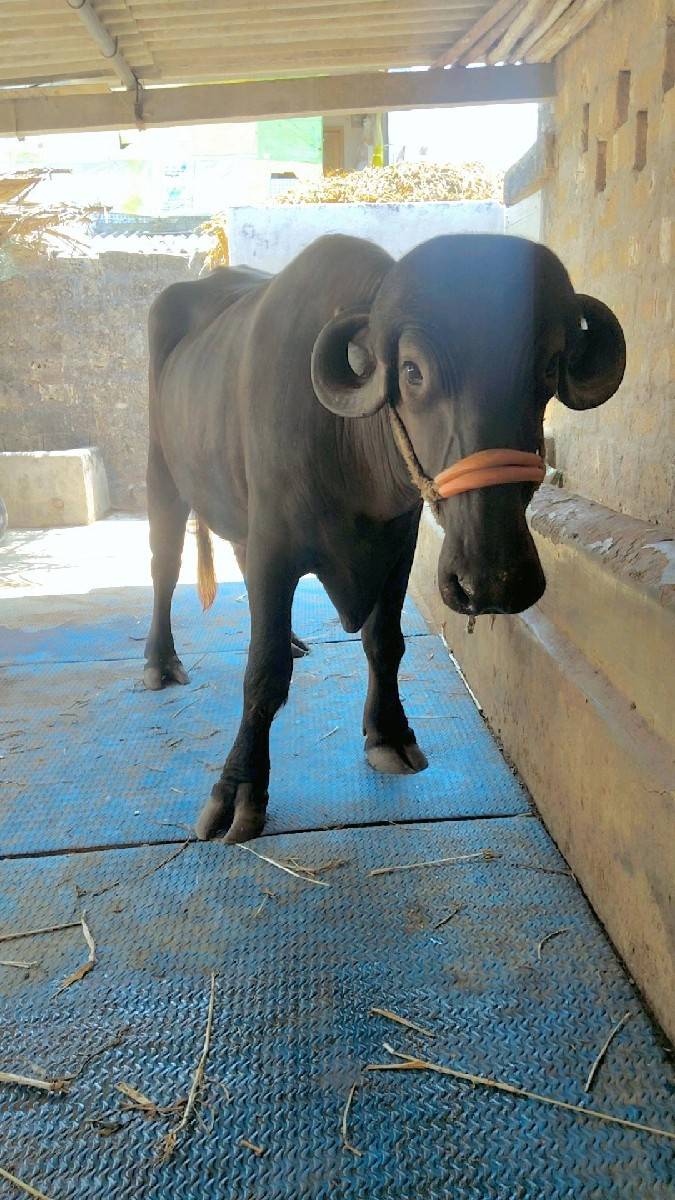 ખળેલી વેચવાની છે