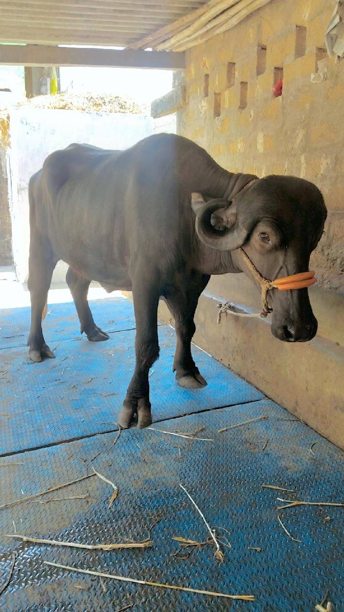 ખળેલી વેચવાની છે