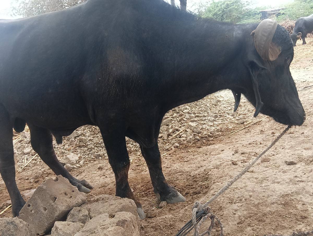 પાડો વેચવાનો છે