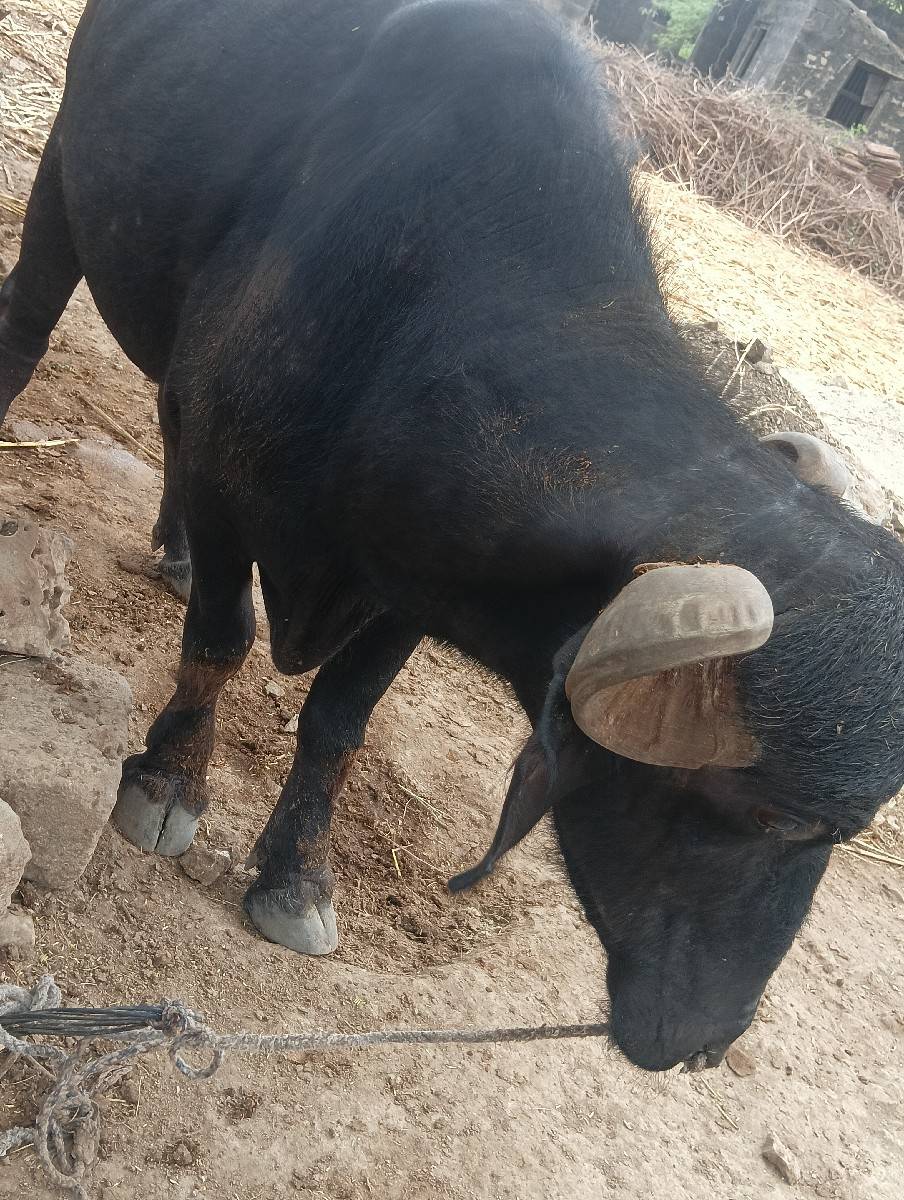 પાડો વેચવાનો છે