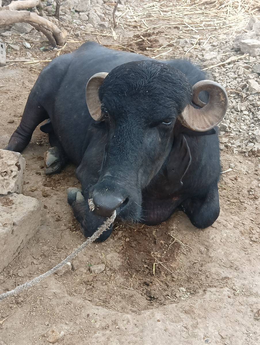 પાડો વેચવાનો છે