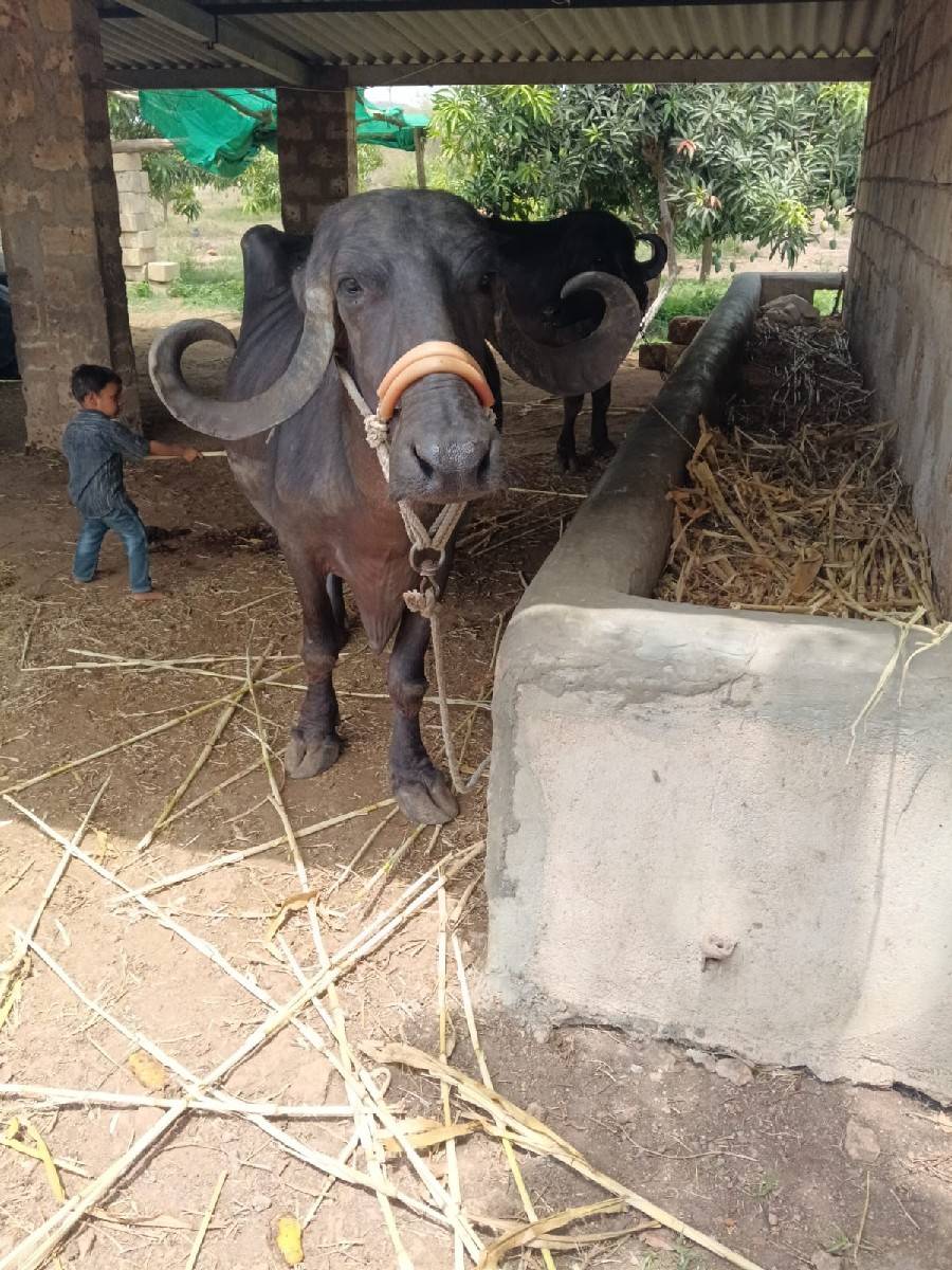 ભેંસ વેચવાની છે
