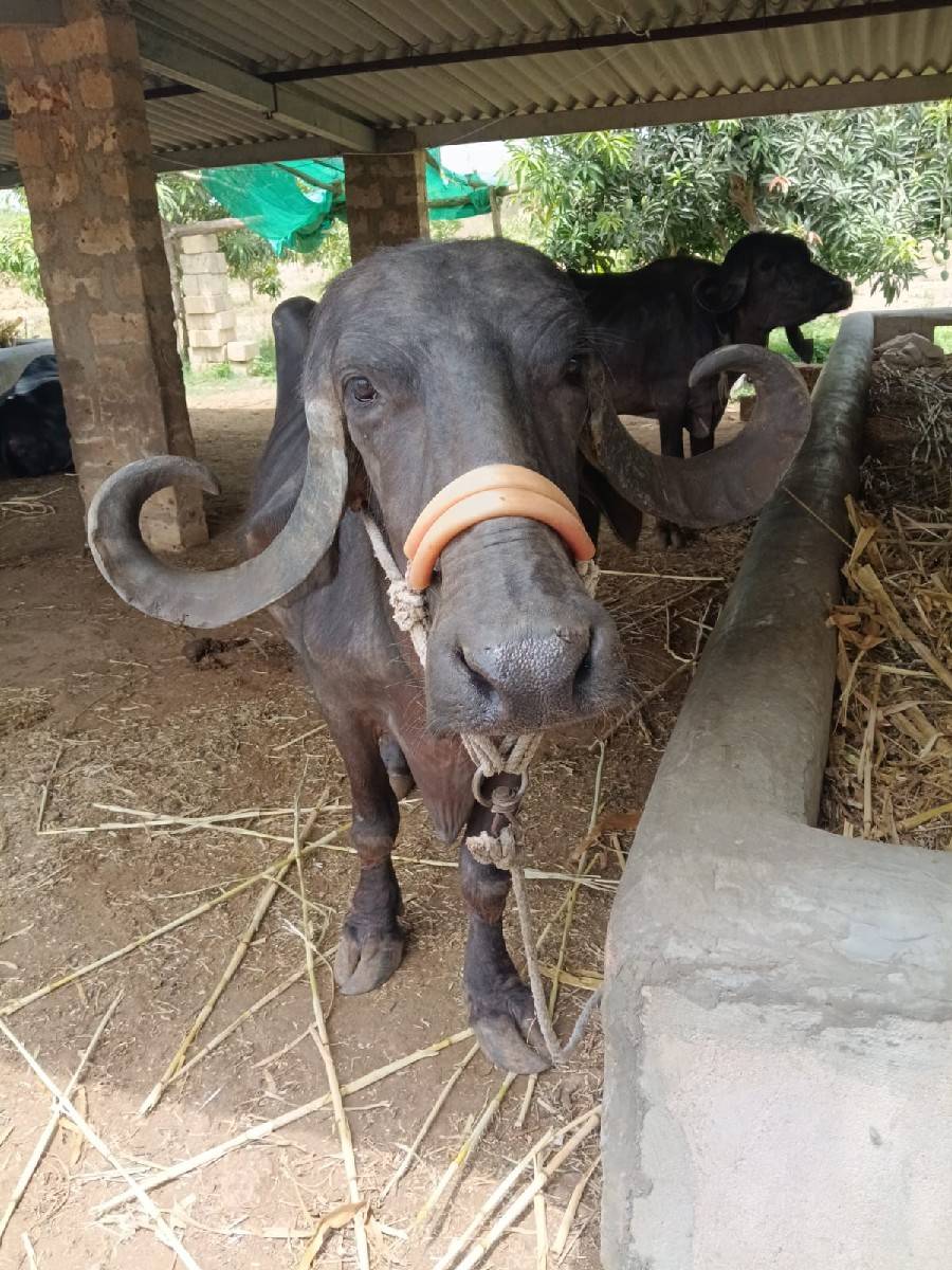 ભેંસ વેચવાની છે