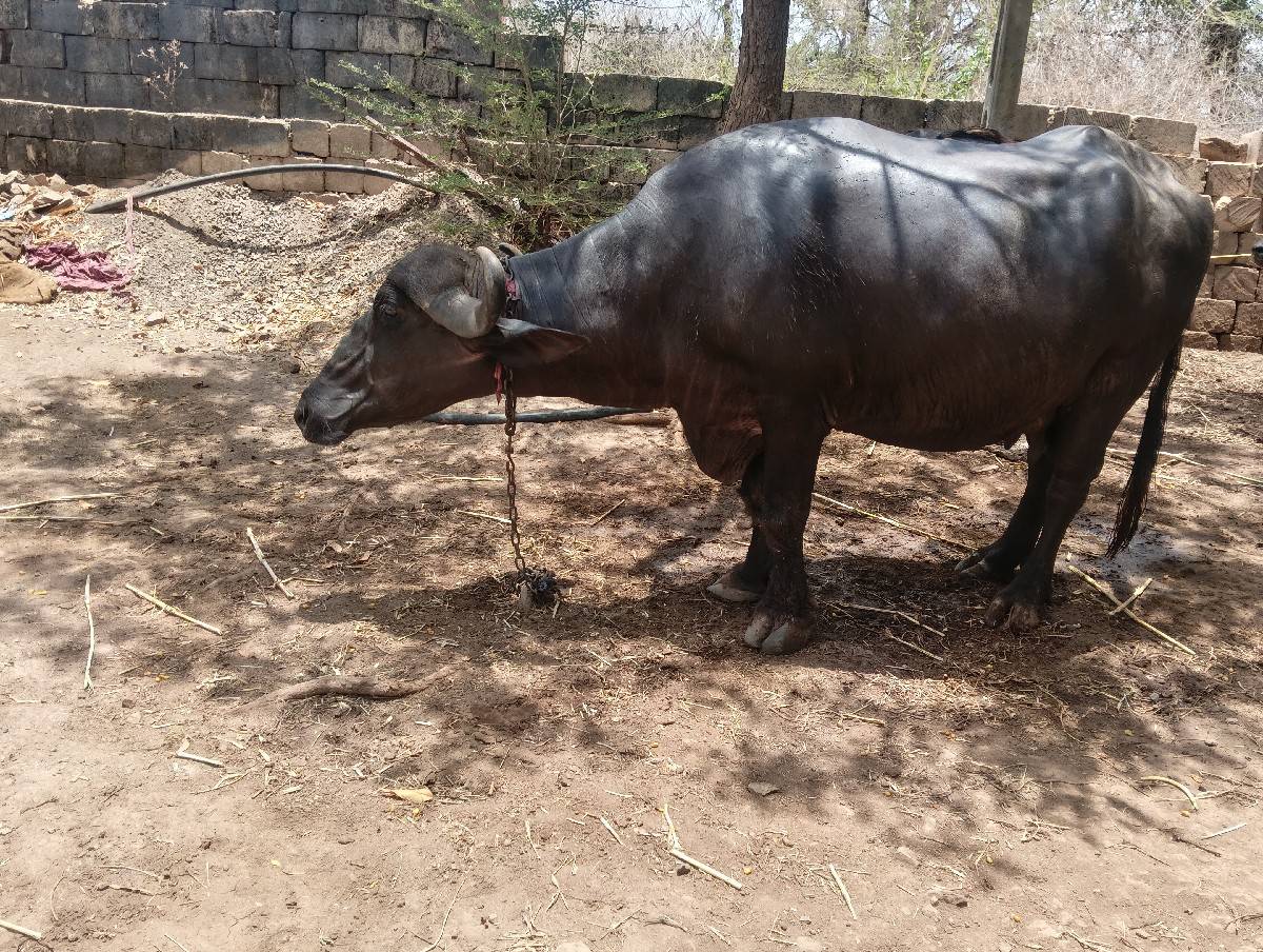 ભેંસ વેચવાની છે
