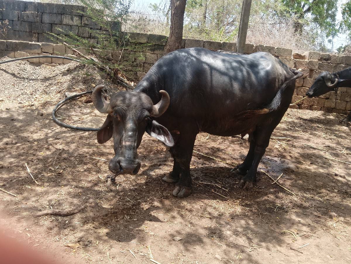 ભેંસ વેચવાની છે