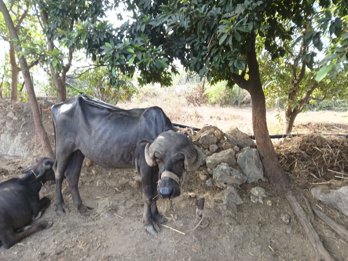 જાફરાબાદી ખડેલી વેચવાની છે