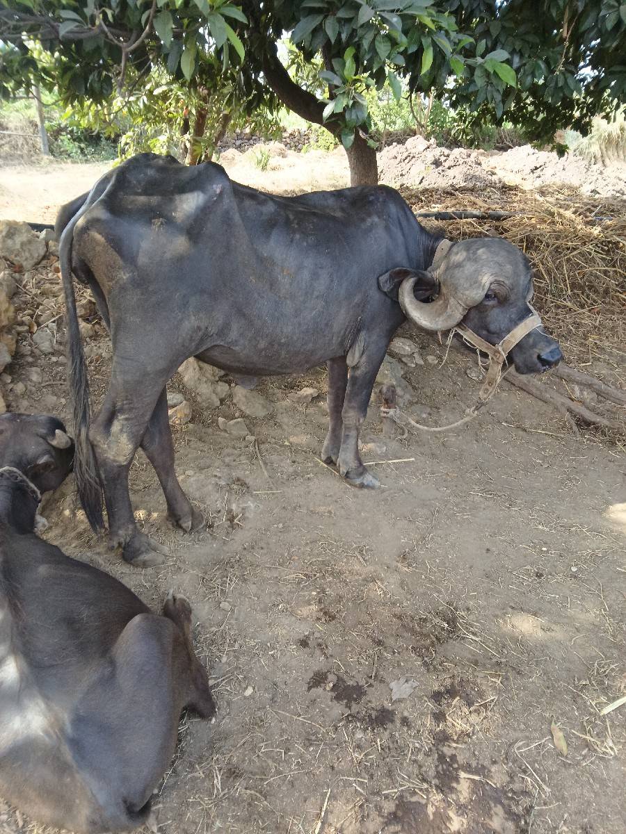 જાફરાબાદી ખડેલી વેચવાની છે