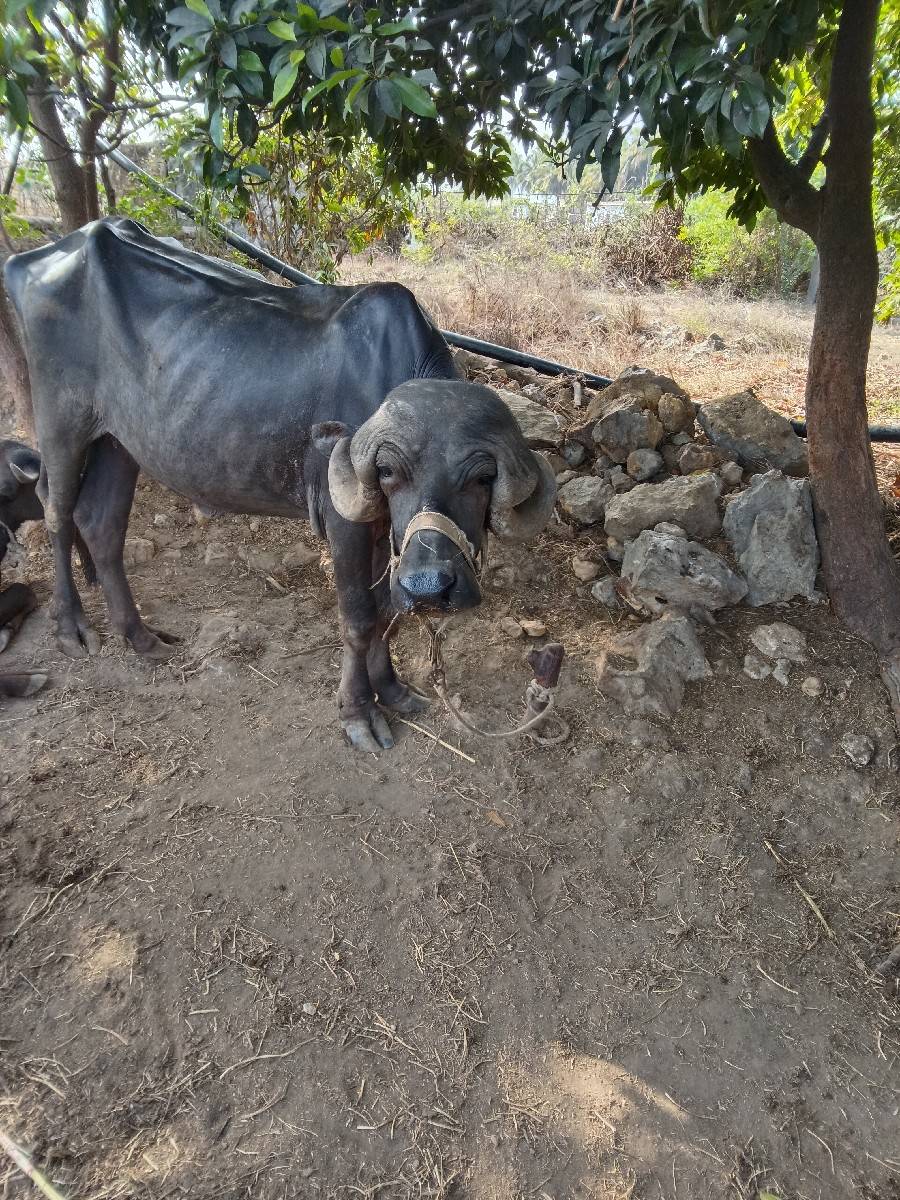જાફરાબાદી ખડેલી વેચવાની છે