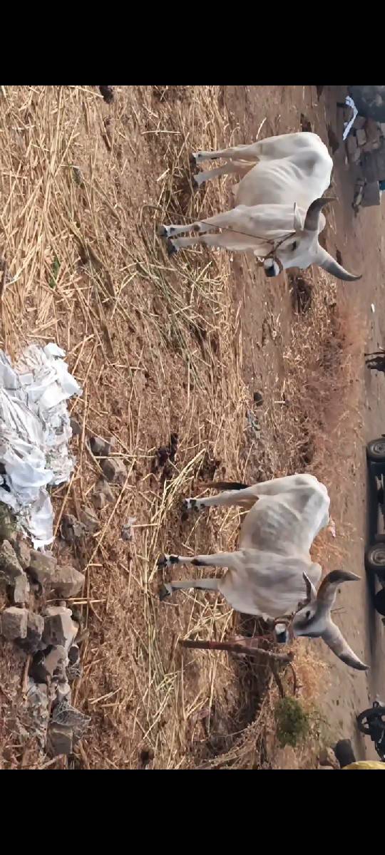 ગોઢલા વેચવા ના છે
