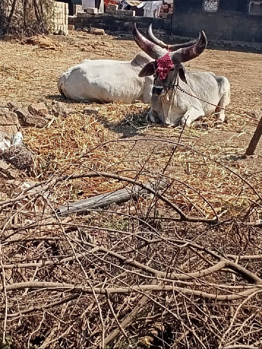 ગોઢલા વેચવા ના છે