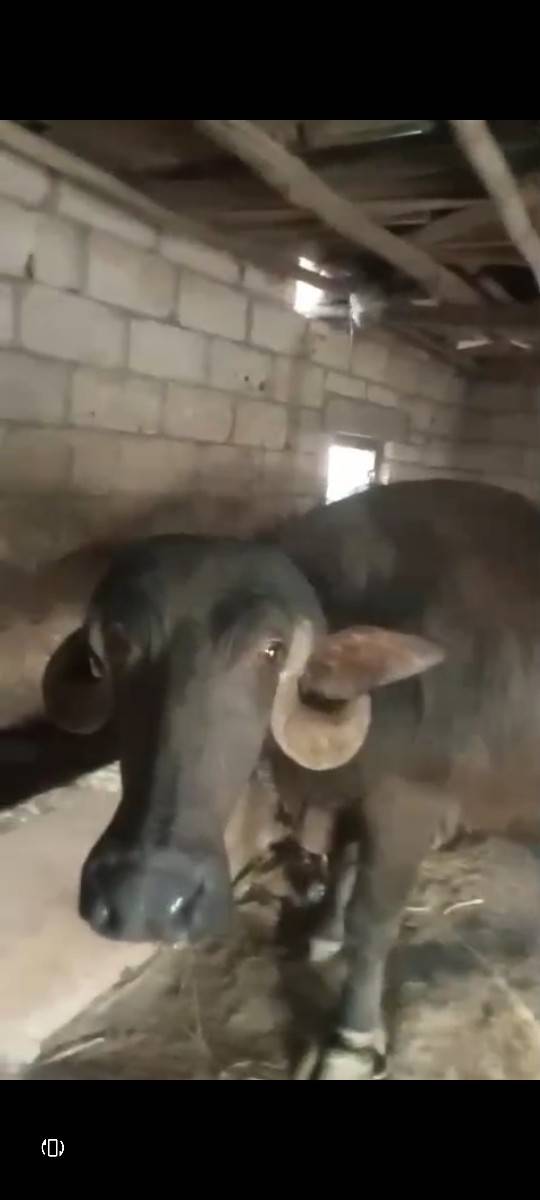 ભેંસ વેચવાની છે