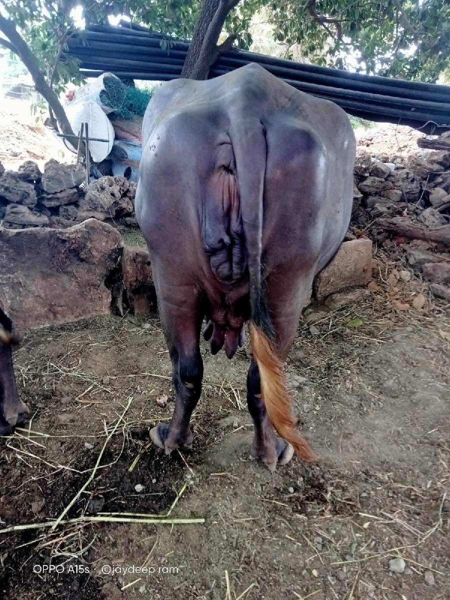 ભેંસ વેચવાની છે